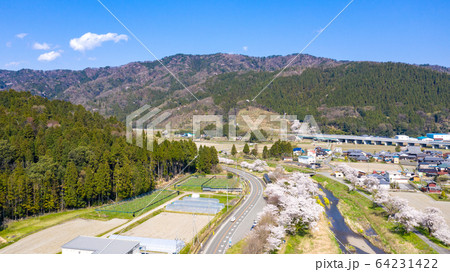 余呉川の桜と菜の花 64231422