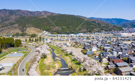 余呉川の桜と菜の花 64231425