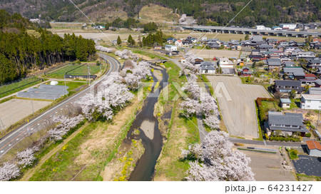 余呉川の桜と菜の花 64231427