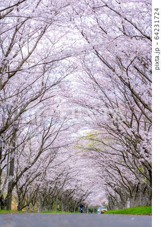 津市　安濃　北神山花街道 64231724
