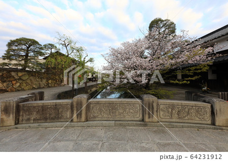 美観地区の桜65 美観地区の桜65 64231912
