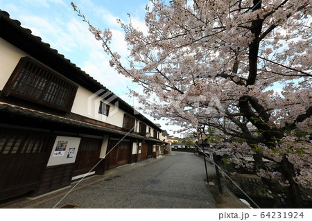 美観地区の桜81 美観地区の桜81 64231924