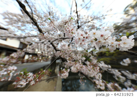 桜83 64231925