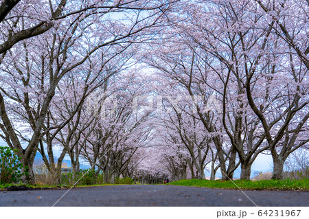 津市　安濃　北神山花街道 64231967