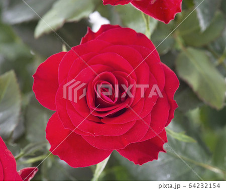 red rose tree 64232154