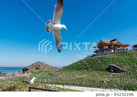 【八戸市蕪島】ウミネコの繁殖地蕪島 64232298
