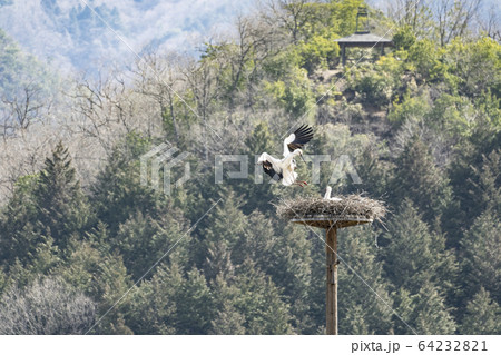 人工巣塔のコウノトリ 64232821