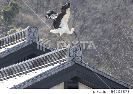 コウノトリの飛翔 コウノトリの飛翔 64232873
