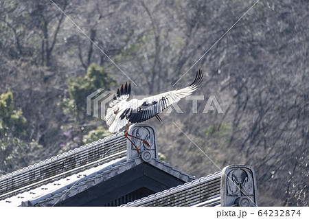コウノトリの飛翔 64232874