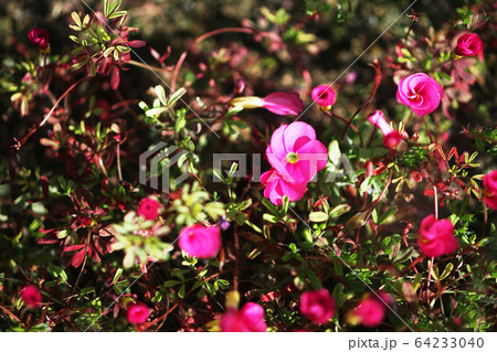 オキザリス ヒルタの花 オキザリス ヒルタの花 64233040