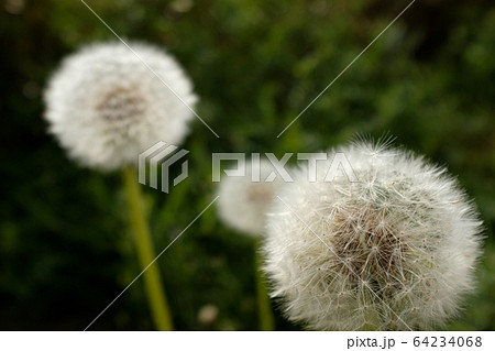 タンポポの綿毛　c-1  64234068