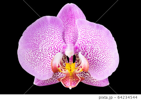 Extreme close up of pink phalaenopsis or Moth orchid from isolated on black Extreme close up of pink phalaenopsis or Moth orchid from isolated on black 64234544