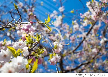 桜の木 桜の木 64234575