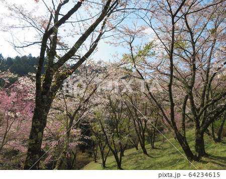 春の風景 春の風景 64234615