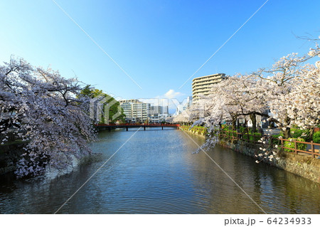 小田原城 桜 小田原城址公園 市街地 小田原城 桜 小田原城址公園 市街地 64234933