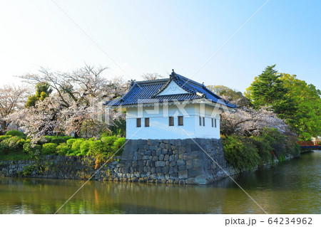 小田原城 桜 小田原城址公園 市街地 小田原城 桜 小田原城址公園 市街地 64234962