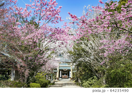 涌谷城址の桜 桜の名所 涌谷神社 涌谷城址の桜 桜の名所 涌谷神社 64235490