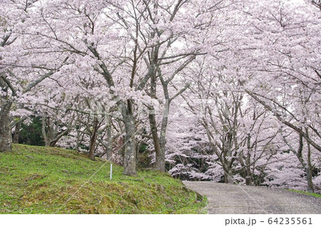 桜並木 和歌山県橋本市恋野 桜並木 和歌山県橋本市恋野 64235561