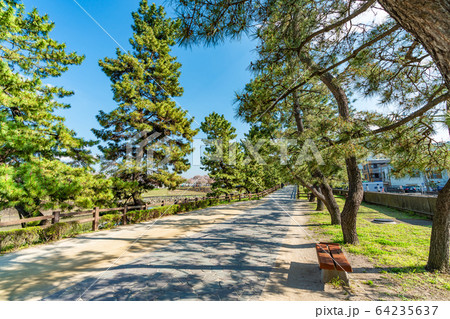 日光街道 国指定名勝 草加松原と桜の風景 64235637