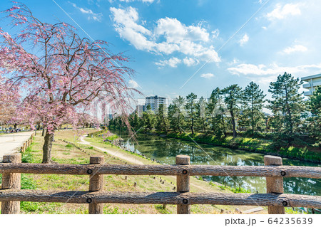 日光街道 国指定名勝 草加松原と桜の風景 64235639