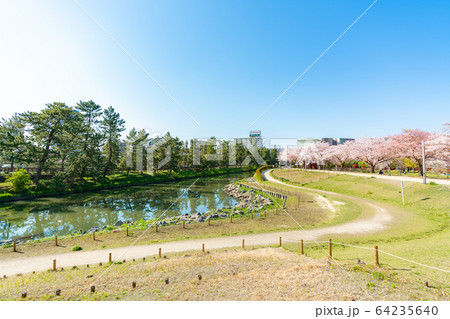 日光街道 国指定名勝 草加松原と桜の風景 日光街道 国指定名勝 草加松原と桜の風景 64235640