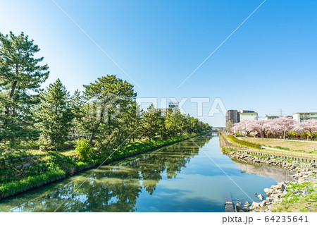 日光街道 国指定名勝 草加松原と桜の風景 日光街道 国指定名勝 草加松原と桜の風景 64235641