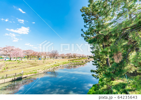 日光街道 国指定名勝 草加松原と桜の風景 64235643