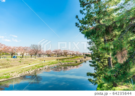 日光街道 国指定名勝 草加松原と桜の風景 64235644