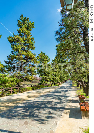 日光街道 国指定名勝 草加松原と桜の風景 64235645