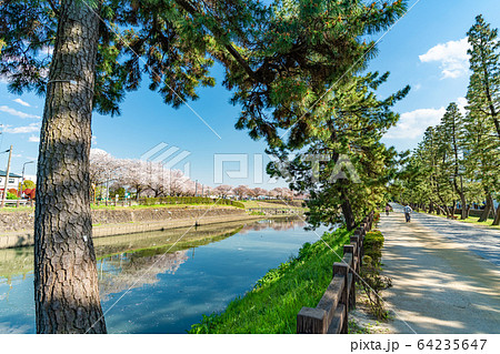 日光街道 国指定名勝 草加松原と桜の風景 日光街道 国指定名勝 草加松原と桜の風景 64235647