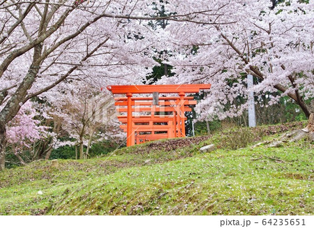 桜満開の楳ヶ枝大明神 稲荷神社 和歌山県橋本市恋野 桜満開の楳ヶ枝大明神 稲荷神社 和歌山県橋本市恋野 64235651