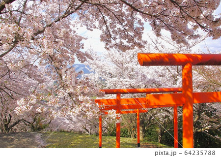 桜満開の楳ヶ枝大明神 稲荷神社 和歌山県橋本市恋野 桜満開の楳ヶ枝大明神 稲荷神社 和歌山県橋本市恋野 64235788