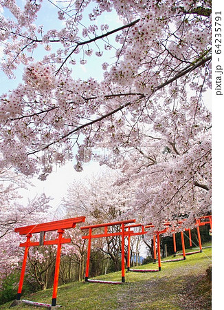 桜満開の楳ヶ枝大明神 稲荷神社 和歌山県橋本市恋野 桜満開の楳ヶ枝大明神 稲荷神社 和歌山県橋本市恋野 64235791
