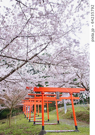 桜満開の楳ヶ枝大明神 稲荷神社 和歌山県橋本市恋野 桜満開の楳ヶ枝大明神 稲荷神社 和歌山県橋本市恋野 64235792