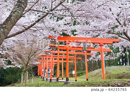 桜満開の楳ヶ枝大明神 稲荷神社 和歌山県橋本市恋野 桜満開の楳ヶ枝大明神 稲荷神社 和歌山県橋本市恋野 64235793