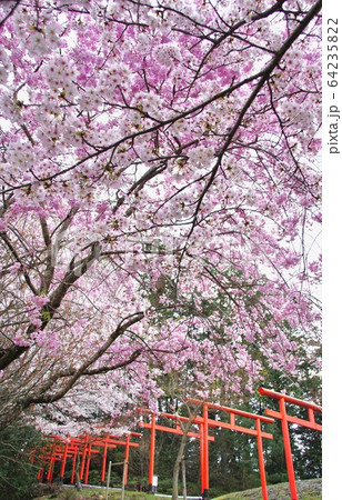 桜満開の楳ヶ枝大明神　稲荷神社　和歌山県橋本市恋野 64235822