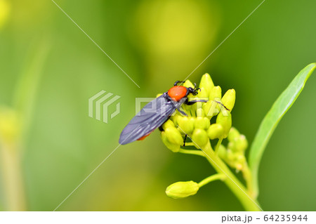 メスアカケバエ 64235944