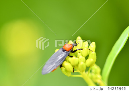 メスアカケバエ 64235946