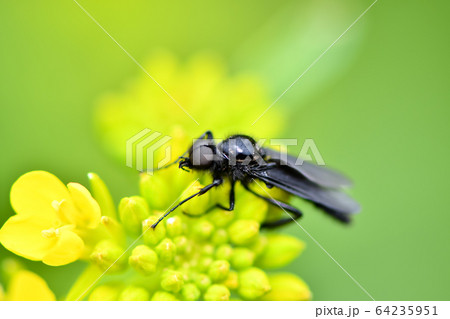 メスアカケバエ 64235951