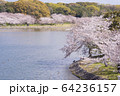 明石公園　桜16 64236157