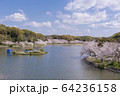 明石公園　桜17 64236158