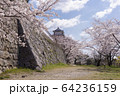 明石公園　桜18 64236159