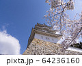 明石公園　桜19 64236160