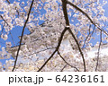 明石公園　桜20 64236161
