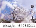 明石公園　桜03 64236211