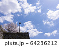 明石公園　桜04 64236212