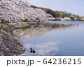 明石公園　桜07 64236215