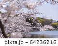 明石公園　桜08 64236216