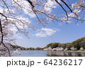 明石公園　桜09 64236217