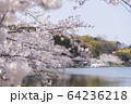 明石公園　桜10 64236218